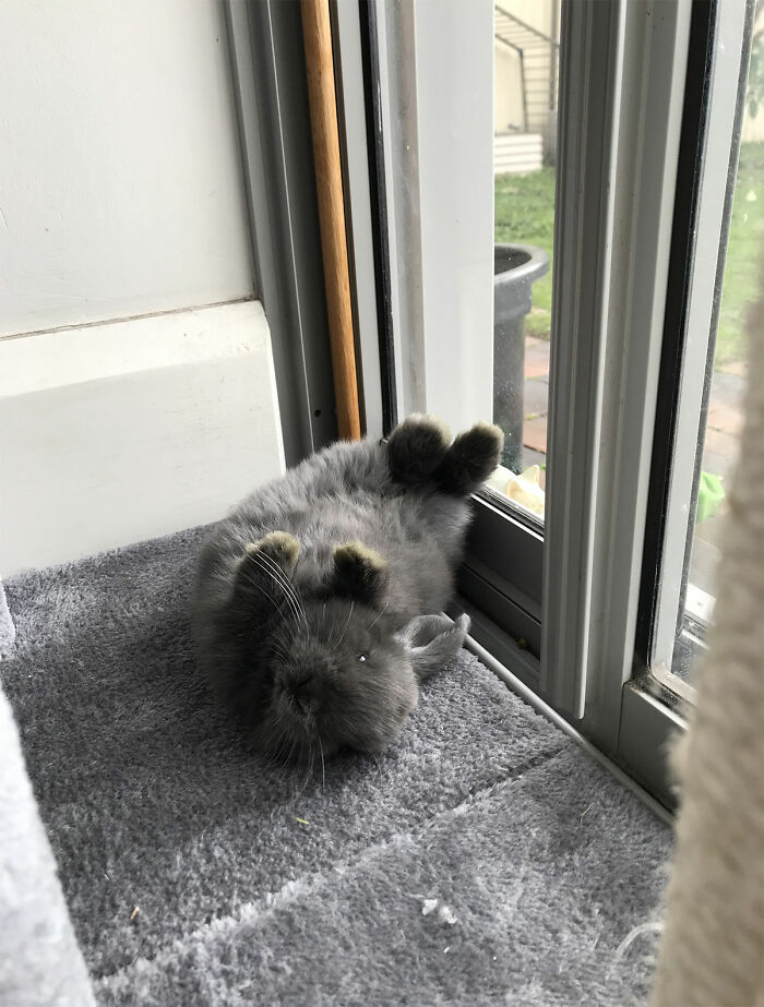 Hey Pandas, Who Has The Funniest Pet?