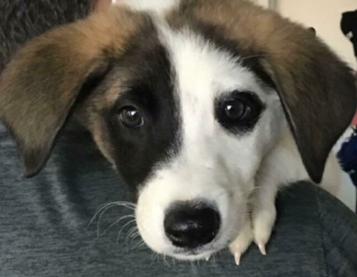 I Promised My Son If We Made It To .50 On Doge, That We Would Adopt A Puppy And Pay For All Her First Year Puppy Needs With The Doge We Cashed Out . Meet Natasha ! Thanks Dogecoin