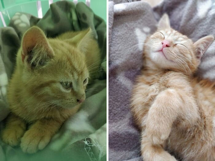 Before And After Adoption