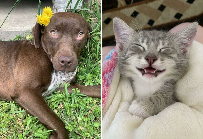 30 Of The Most Wholesome Rescue Pet Photos This May