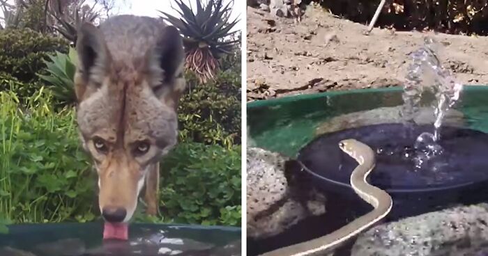 Woman Put A Water Fountain With A Camera In Her Yard, Here Are 30 Photos Of Regular Visitors
