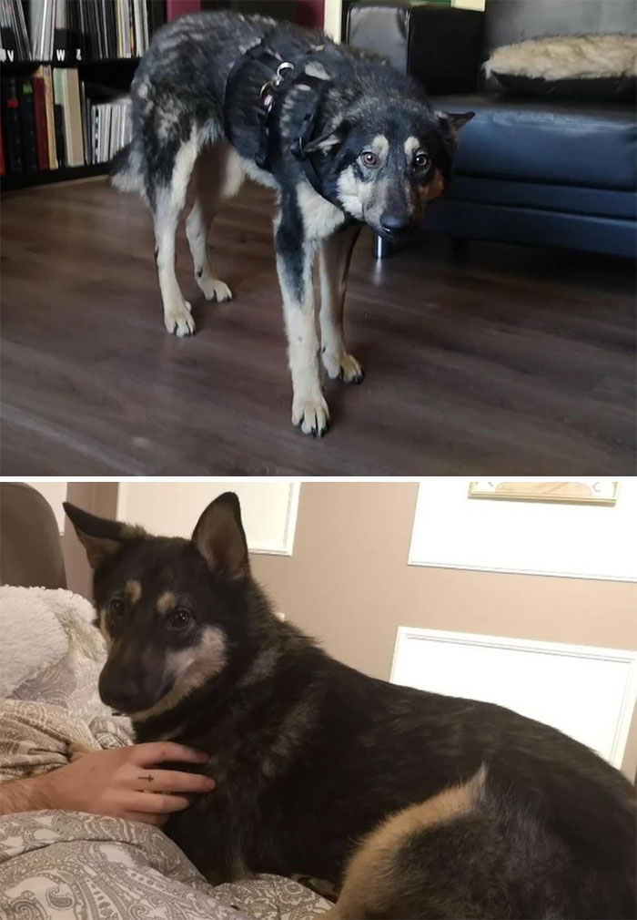 From A Terrified Dog To A Princess!