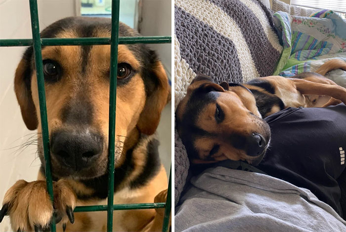 It’s Been 4 Years Since I Had To Put My Old Dog Down. I Just Adopted This Guy This Past Weekend. Welcome Home, Benny! You Are Loved!