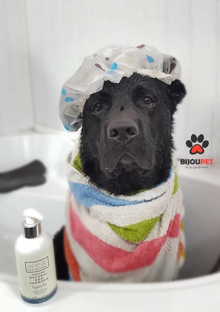 Got This Pic Of My Boy From The Pooch