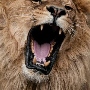 jessiejeep1991 avatar