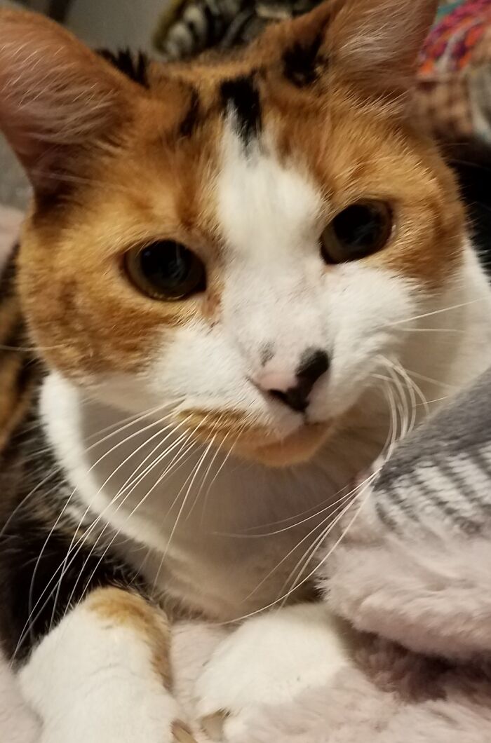 Fine... I'll Take The Picture Meowself