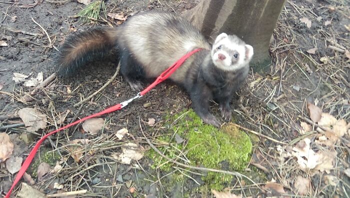 Toby, He Was My Best Friend And I Miss Him Every Day. He Loved To Adventure In The Woods