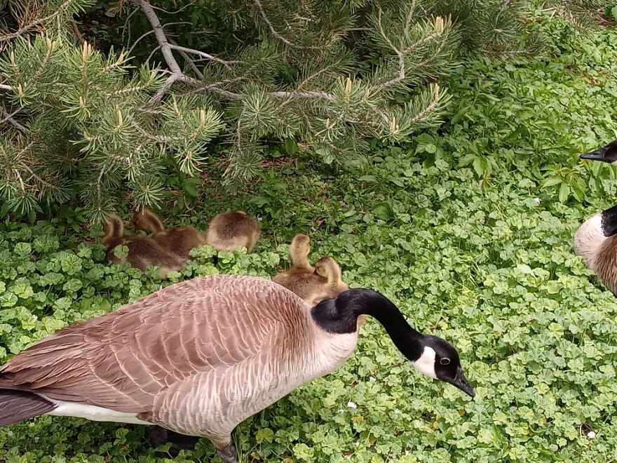 Little Babies At The Zoo. The Mama Let Us Feed Her Crackers