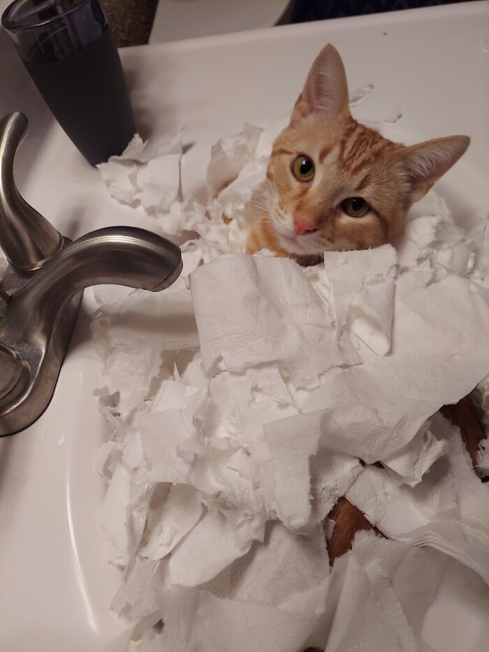 Lilith Loves The Sink, Especially When She Can Drag Tp And Shred It To Make A Little Nest Lol