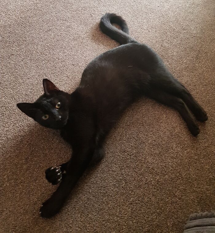 Ok, No Petting Today Then. Got It...