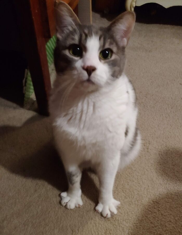 Sometimes My Boy Todd Just Sits With His Toe Beans Spread And It Kills Me Everytime??