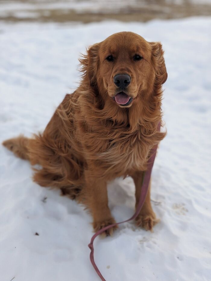 Butters Aka Real Life Winnien The Pooh - Super Cuddly, Loves You-Loves Everyone! Giant & Jolly