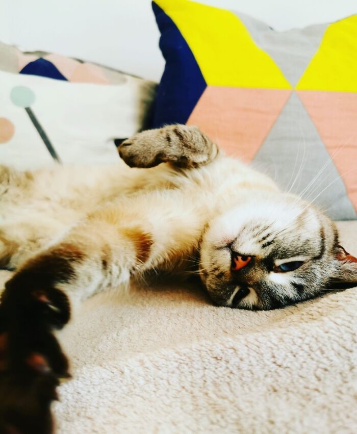 @jules_meows_best, Taking Selfies Since 2015!