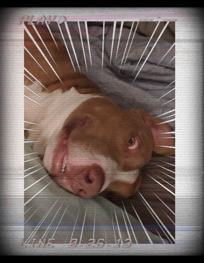 When Booblé Is Sleeping & Hears My Mom Get Up He Watches Her Like This, Only Moving His Eyes