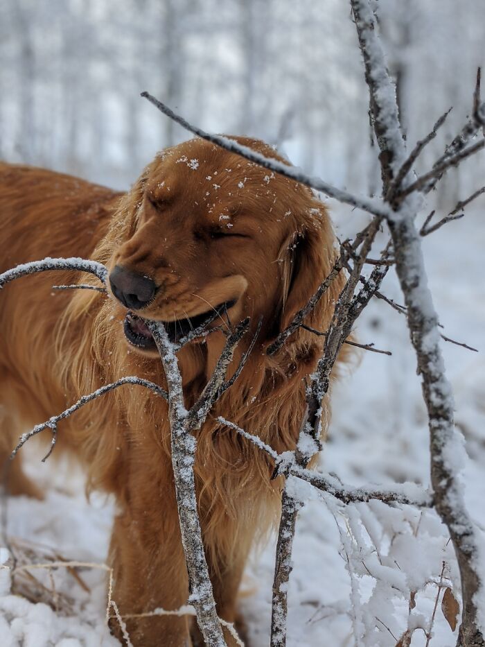 How Not To Ear A Stick! Luckiky I Am Looking Out For Jim Before It Springs Bback