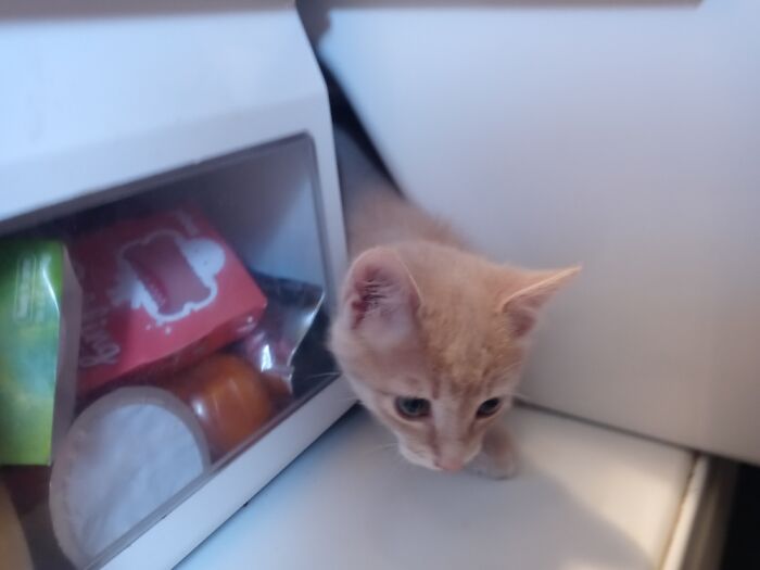 He Knows Where The Humans Keep The Good Stuff