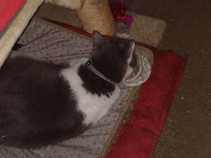 After Having Herself One Crazy Catnip Party, She Fell Asleep With Her Face In Her Catnip Teacup