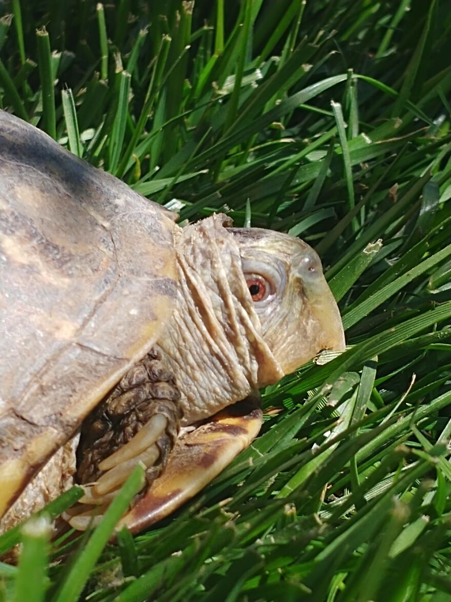 Shelly. Most Of My Pictures Are Of My Pets!