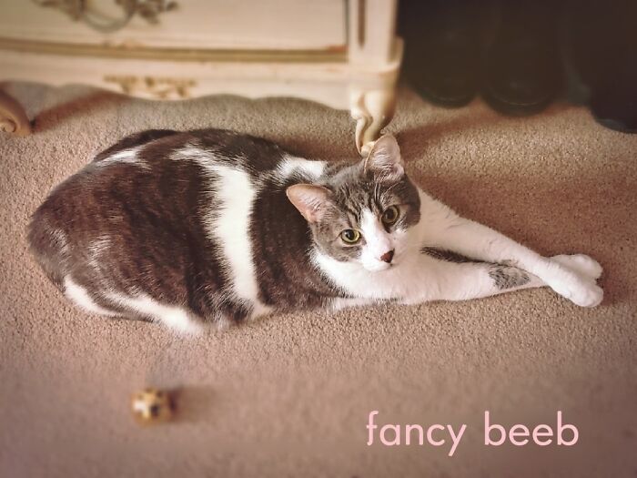 Sometimes I Feel Like My Cat Gets Possessed By A Little Dapper Gentleman