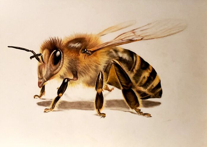Honey Bee. I Did This With Pastels