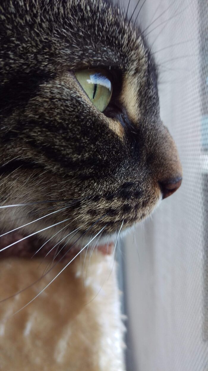 Preparing Fur "Blue Steal" Pose