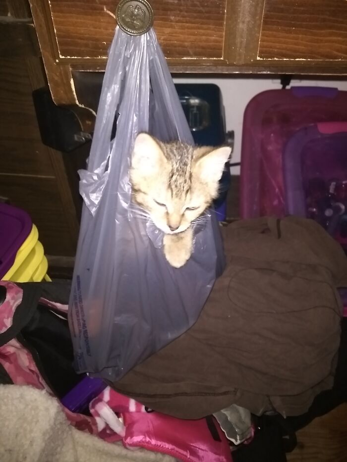Ahhh, Nothing Like Hanging Out In A Shopping Bag For A Nap....