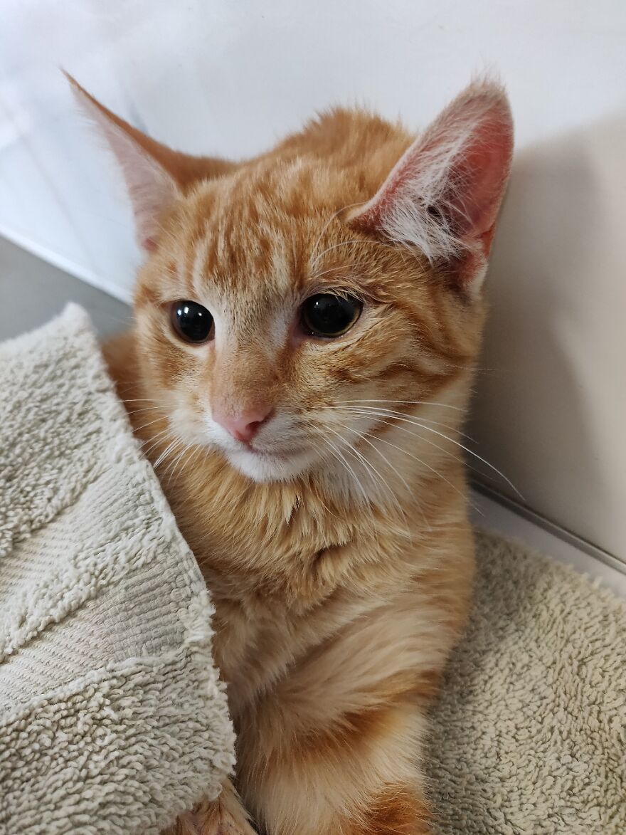 A Cute Kitty Waking Up After Surgery. I Work At A Vet Clinic