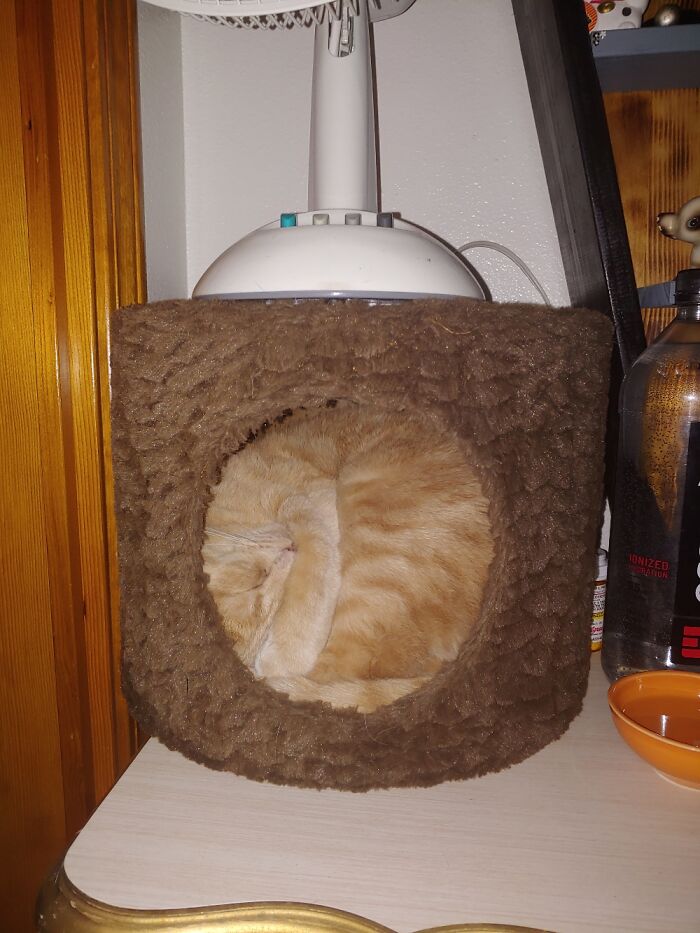 Purrfectly Round Orange