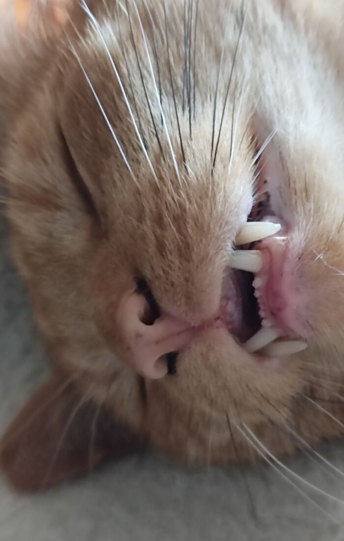 He Needs His Beauty Sleep.