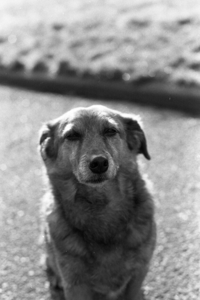 Bo, A Mixed Breed. 15 Years Old, Sees Only 2 Meters And Is Deaf