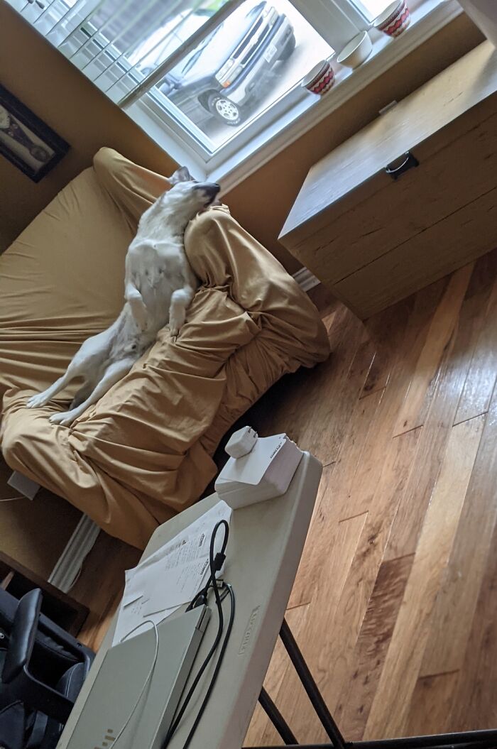 We Adopted A Noodle.