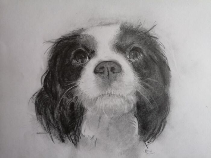 Silky, My Daughters Birthday Present.