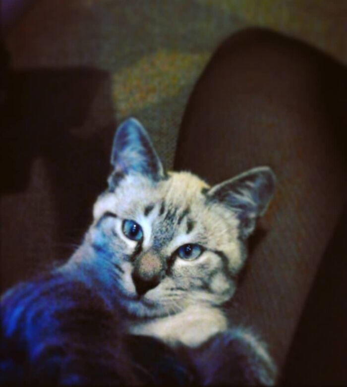 Here's My Cat @jules_meows_best. He's Been Taking Selfies Since He Learned How To Use The iPad