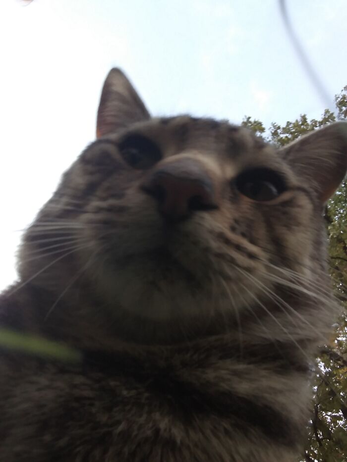 Gotta Love The Dopey Cat