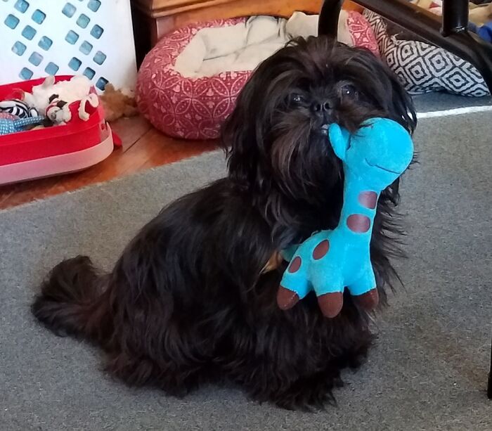Wicket The Pup And Her Giraffe