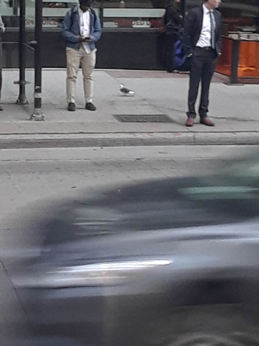 #10 Is The First Photo I Took In Chicago...was Of A Pigeon. I'm Weird...