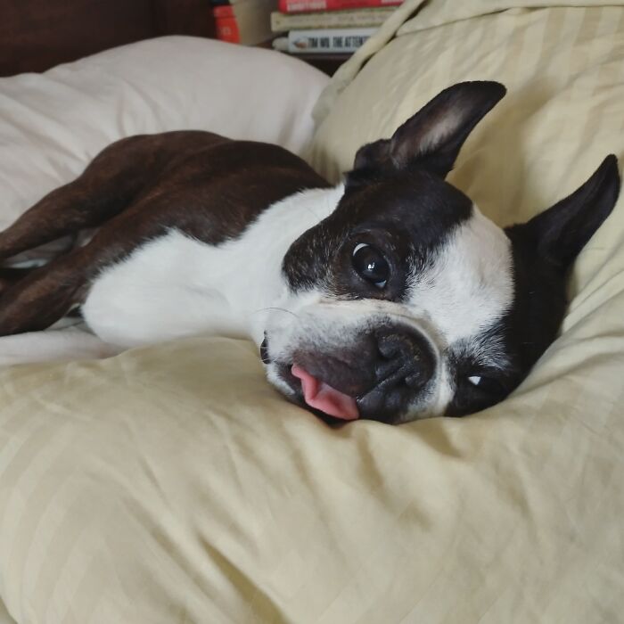 For Ziggy, Every Day Is Tongue-Out-Tuesday