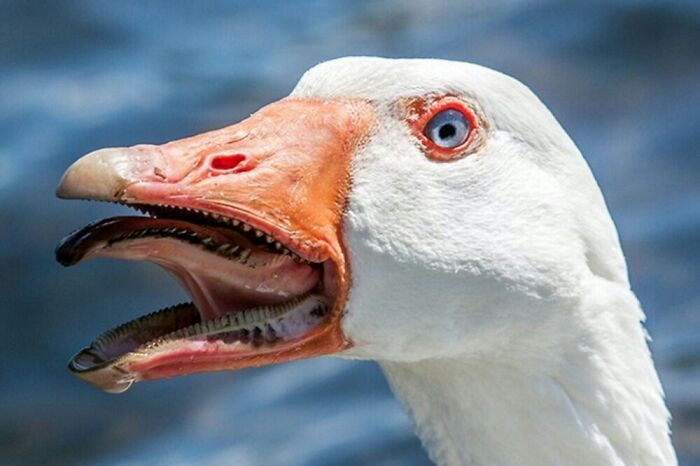 Goose Teeth
