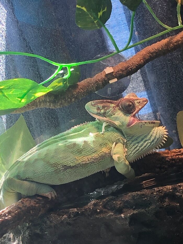 Meleo Singing The Song Of Her People!😍