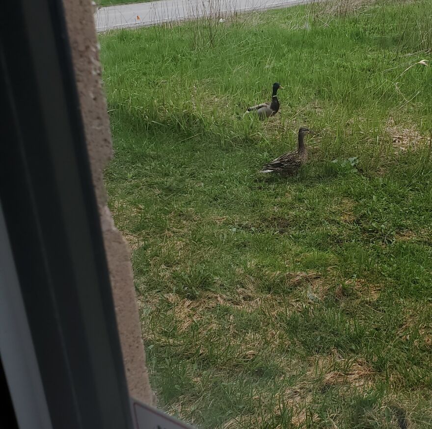 Visitors At My Office Window