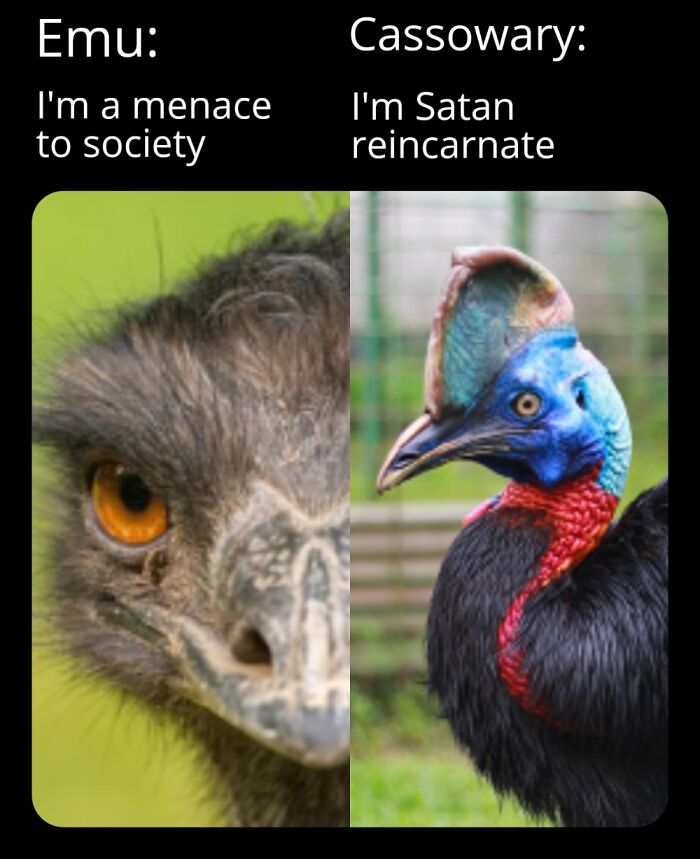 Cassowaries Are Literal Demon
