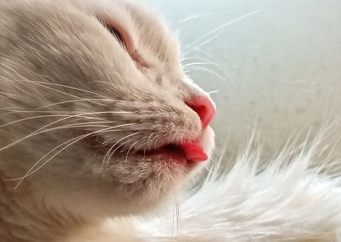 She Always Forgets That Her Tongue Is Out.. 🤦🏼‍♀️