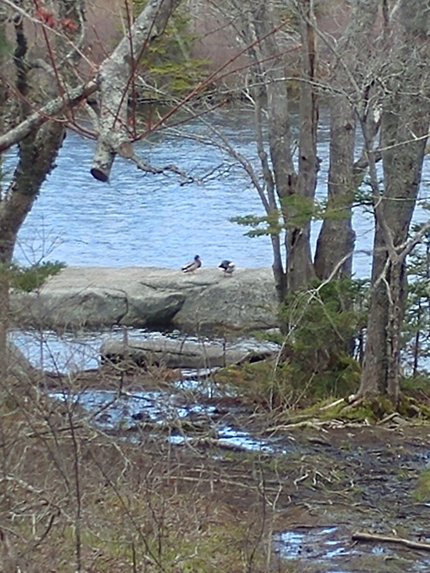 This Picture Of Some Trees. Not Sure Of The Location.