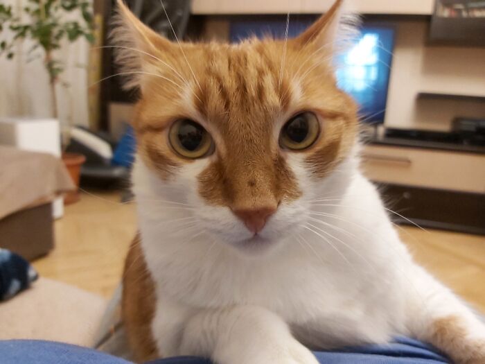 No Fishy-Fishy Today?