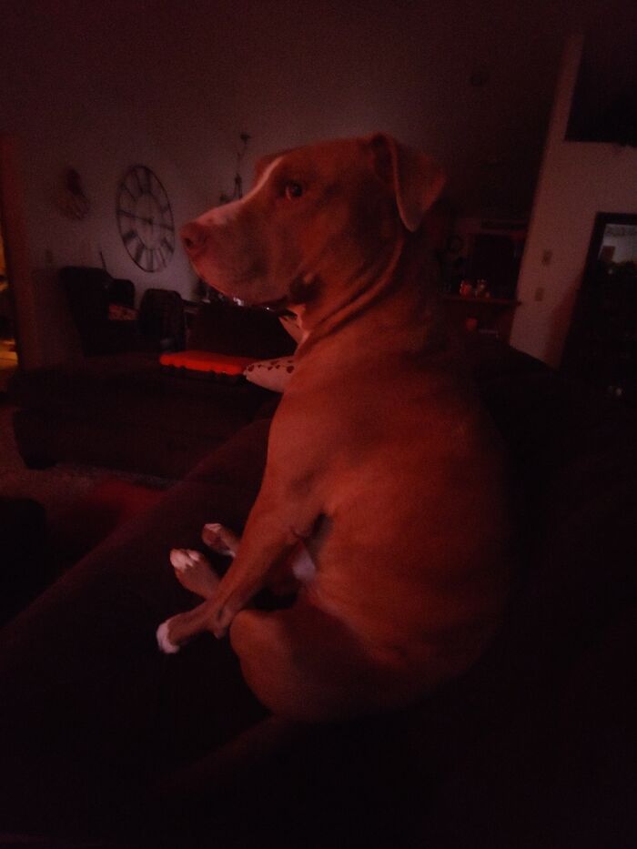 My Moms Dog Will Sit Like This And Side Eye You Without Turning His Head Its Very Unnerving