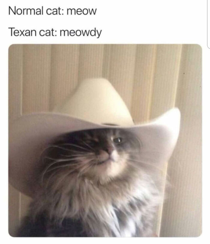 Meowdy Y'all