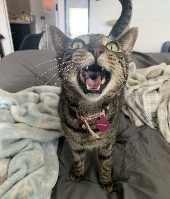 Cinnamon Says Aaaaaaaaaaaaaaaaaaaaaaaa