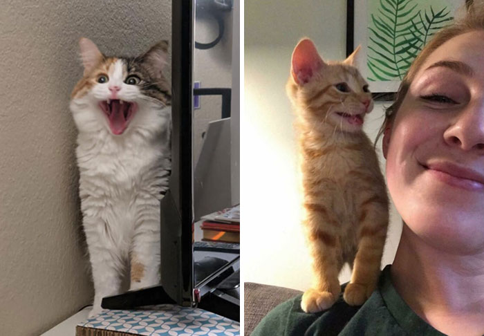 There’s A Group Where People Share Pics Of Cats Meowing So Loud You Can Almost Hear These Images (30 New Pics)