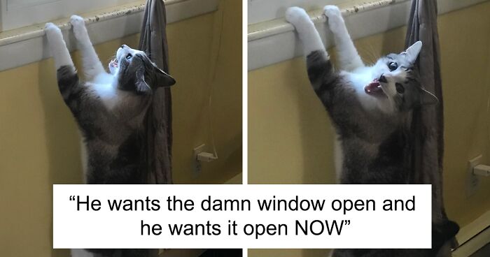 There’s A Group Where People Share Pics Of Cats Meowing So Loud You Can Almost Hear These Images (30 New Pics)There’s A Group Where People Share Pics Of Cats Meowing So Loud You Can Almost Hear These Images (30 New Pics)