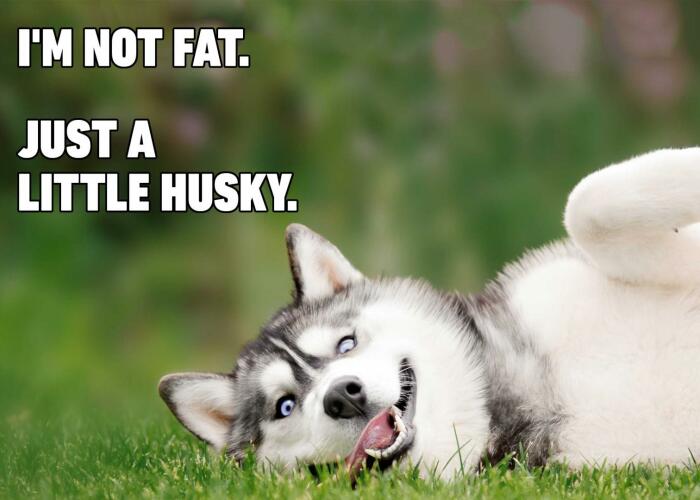 Hey Pandas, Post Your Favorite Animal Memes Here, Or You Could Go Full-On And Create Your Own (Closed)